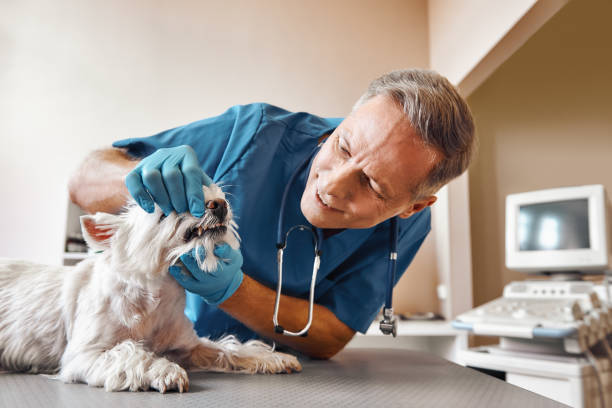 Best Emergency Root Canal Treatment in Beach Haven West, NJ